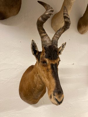 Trofæ, koantilope