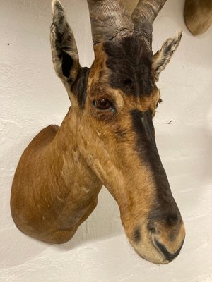 Trofæ, koantilope