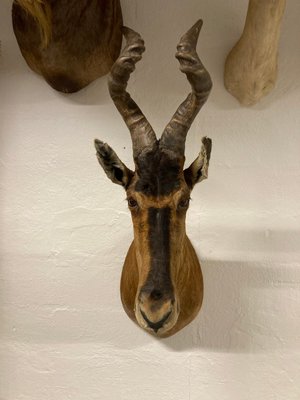 Trofæ, koantilope