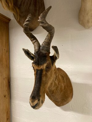 Trofæ, koantilope
